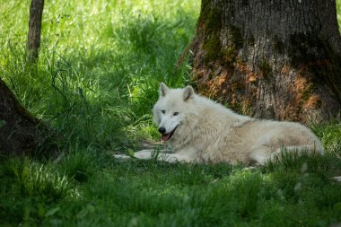 White wolf seated in the forest