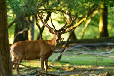 Gün batımında ormanda kızıl geyik
