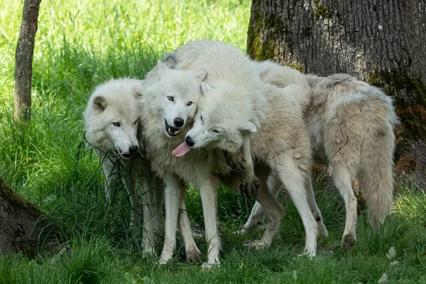 Beyaz Kurt ailesi ormanda oynuyor.