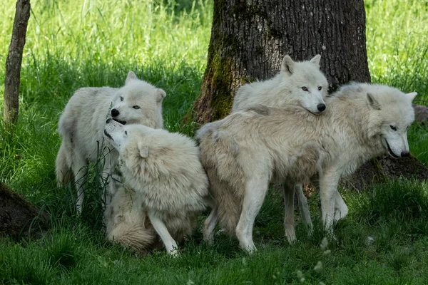 Vit Varg Familj Leker Skogen — Stockfoto