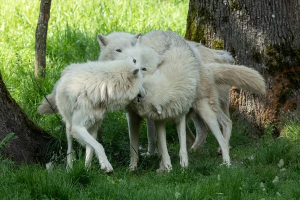 WhiteWhite wolf family playing in the forest