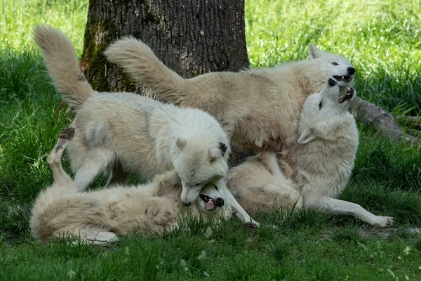 Beyaz Kurt ailesi ormanda oynuyor.