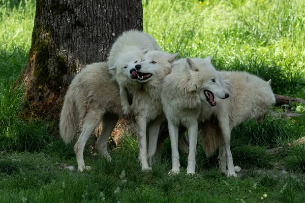 Родина Білих Вовків Грають Лісі — стокове фото