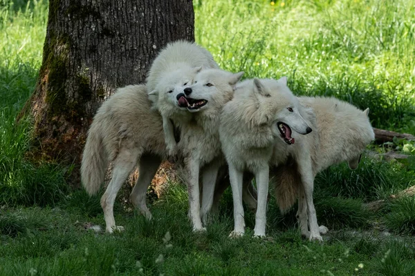 Bílá Vlčí Rodina Hraje Lese — Stock fotografie