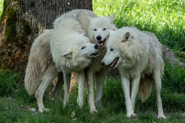 Witte Wolf Familie Spelen Het Bos — Stockfoto