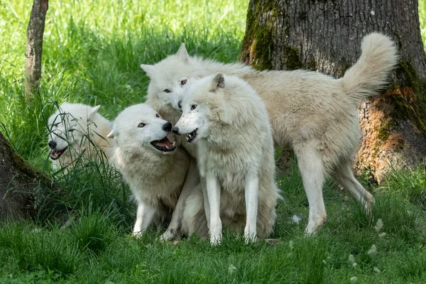 White Wolf Family Playing Forest — Stock Photo, Image