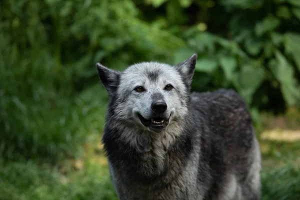 Портрет Черного Волка Лесу — стоковое фото