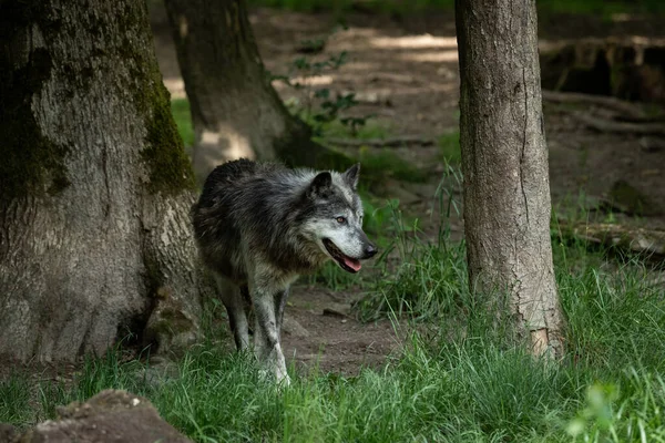 森の中の黒い狼 — ストック写真