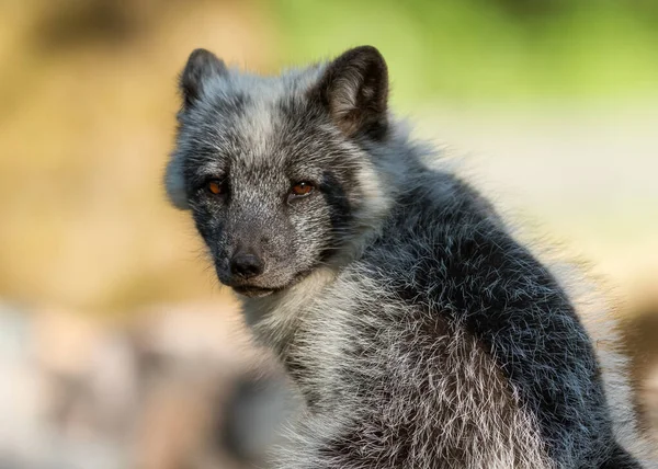 Portrait Renard Polaire Dans Forêt — Photo