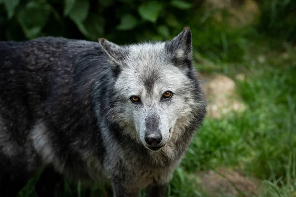 Retrato Lobo Negro Bosque —  Fotos de Stock