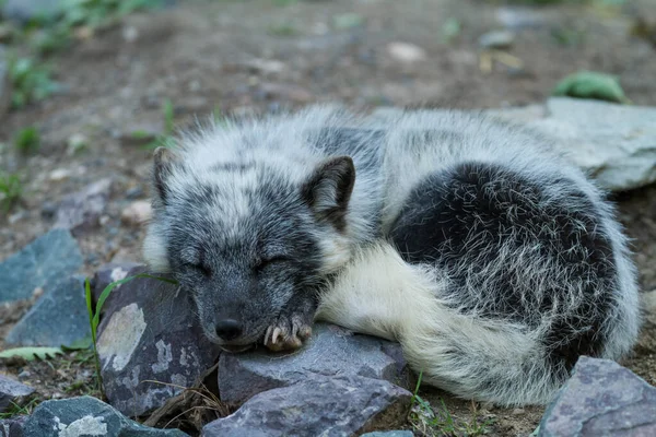 Zorro Polar Durmiendo Bosque — Foto de Stock