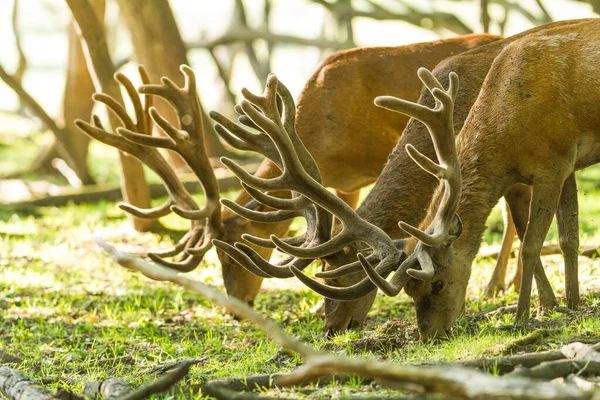Kızıl geyik ailesi gün batımında ormanda yemek yiyor.