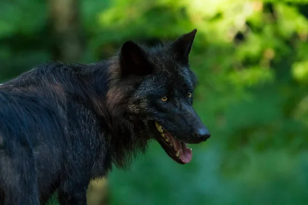 Retrato Lobo Negro Floresta — Fotografia de Stock