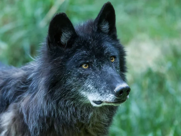 Retrato Lobo Negro Floresta — Fotografia de Stock