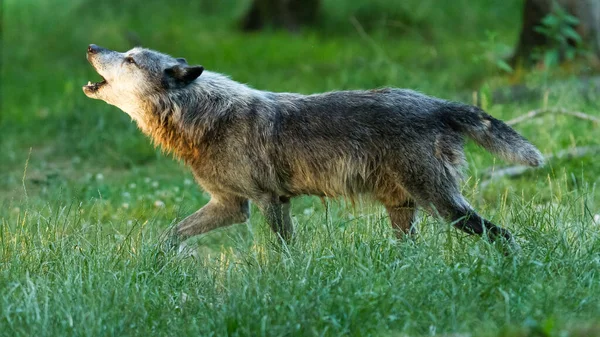 Black Wolf Howling Forest — Stock Photo, Image