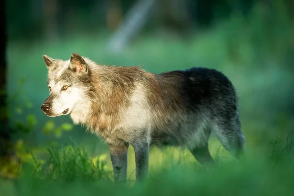 Lobo Negro Bosque Durante Atardecer — Foto de Stock