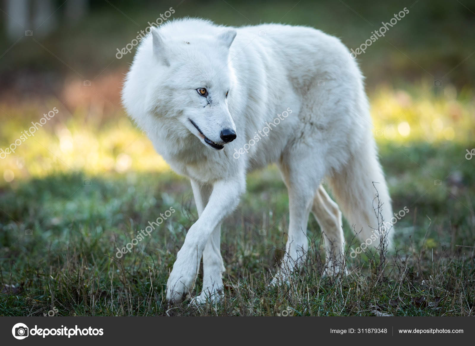 White Wolf Walking Forest Sunset — Stock Photo © waitandshoot #311879348, image size:1600x1167