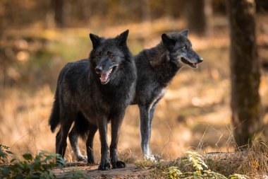 Gün batımında ormanda iki siyah kurt