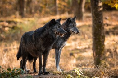 Gün batımında ormanda iki siyah kurt