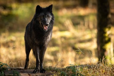 Gün batımında ormanda bir kara kurdun portresi.