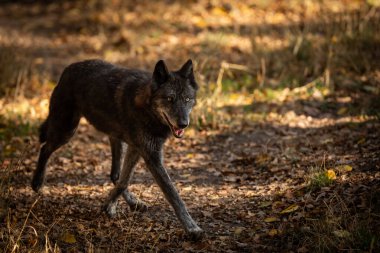 Günbatımında ormanda siyah kurt