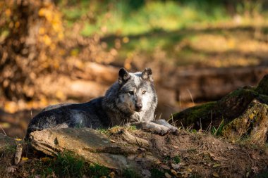 Günbatımında ormanda siyah kurt