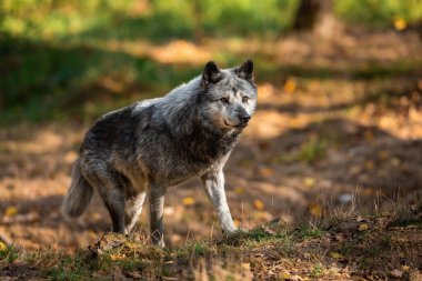 Günbatımında ormanda siyah kurt