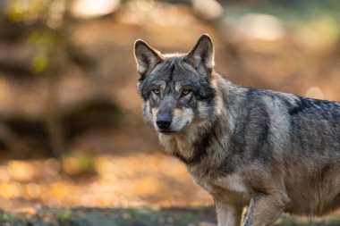 Gün batımında ormanda bir gri kurdun portresi.