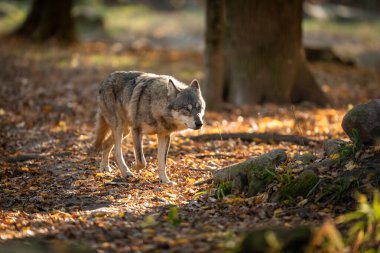 Gün batımında ormandaki gri kurt