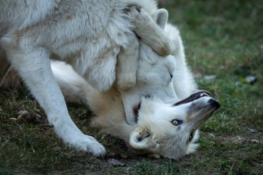 Beyaz kurt gün batımında ormanda oynuyor.
