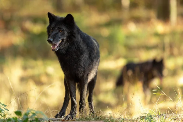 Portrait Black Wolf Forest Sunset — Stock Photo, Image