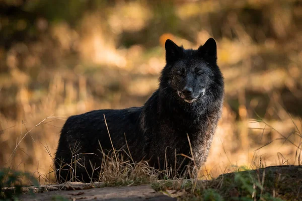 Retrato Lobo Negro Floresta Durante Pôr Sol — Fotografia de Stock