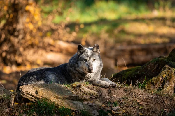 Günbatımında ormanda siyah kurt