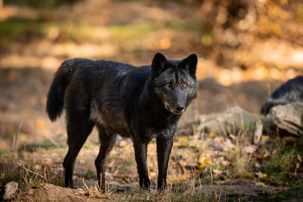 日没時の森の中の黒い狼の肖像画 — ストック写真