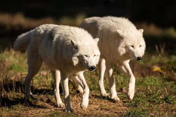 Dos Lobos Blancos Caminando Bosque Durante Atardecer — Foto de Stock