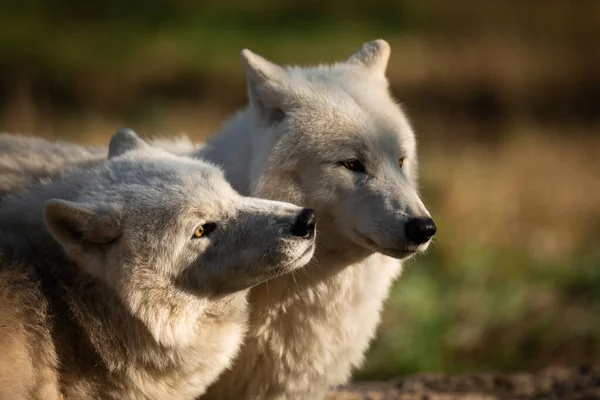 Dos Lobos Blancos Bosque Durante Atardecer — Foto de Stock