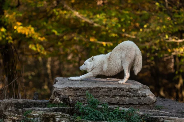 Λευκός Λύκος Στο Δάσος Κατά Διάρκεια Της Δύσης — Φωτογραφία Αρχείου