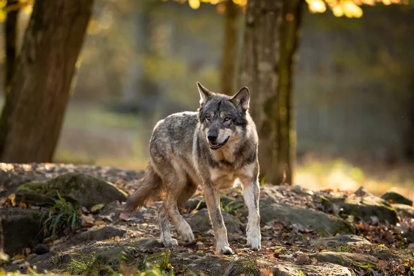 夕暮れ時の森の中のオオカミ — ストック写真