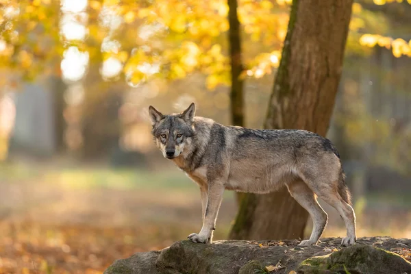 Portret Van Een Grijze Wolf Het Bos Tijdens Zonsondergang — Stockfoto