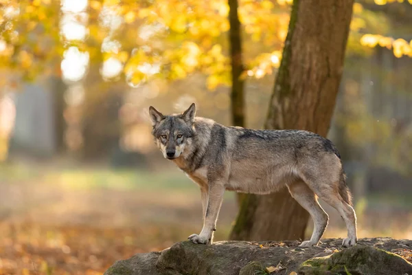 Retrato Lobo Cinzento Floresta Durante Pôr Sol — Fotografia de Stock