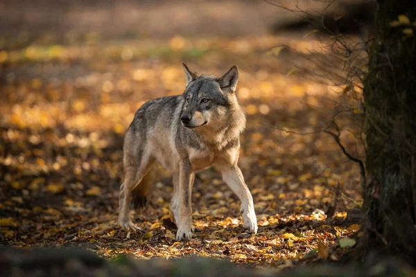 Gün batımında ormandaki gri kurt