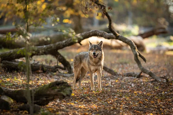 Grijze Wolf Het Bos Tijdens Zonsondergang — Stockfoto
