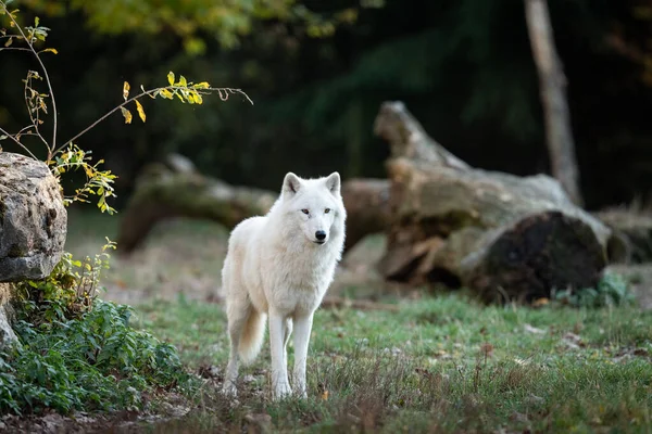 Lobo Branco Floresta Durante Pôr Sol — Fotografia de Stock