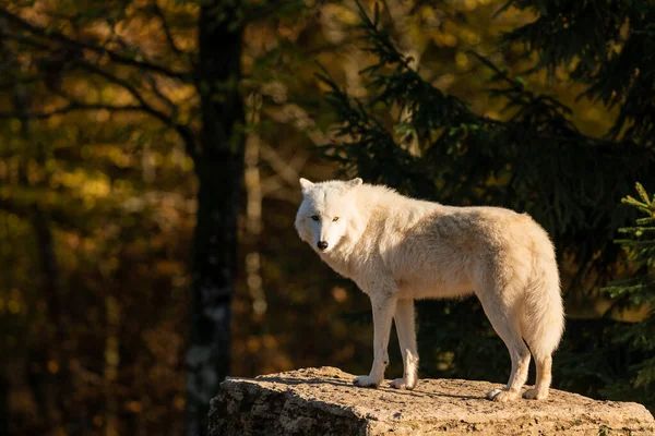 Vit Varg Skogen Solnedgången — Stockfoto