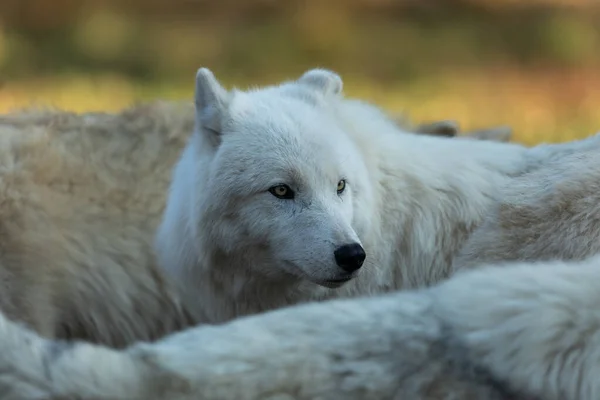 Портрет Білого Вовка Лісі Під Час Заходу Сонця — стокове фото