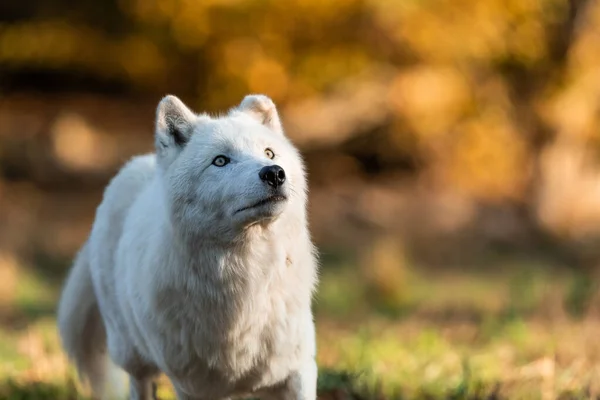 Retrato Lobo Blanco Bosque Durante Puesta Del Sol —  Fotos de Stock