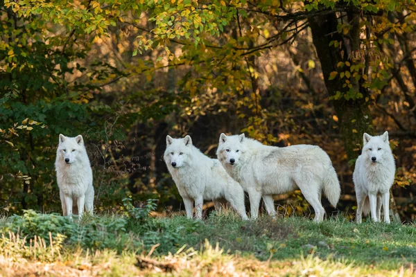 Loup Blanc Dans Forêt Coucher Soleil — Photo