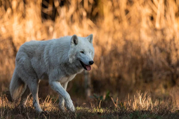 Retrato Lobo Blanco Bosque Durante Puesta Del Sol — Foto de Stock