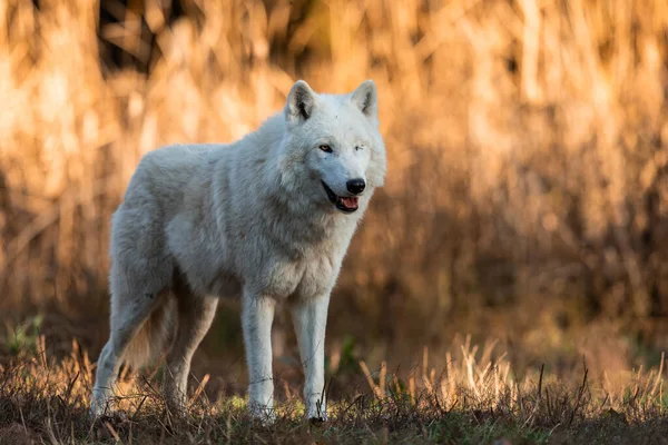 Portrait White Wolf Forest Sunset — Zdjęcie stockowe