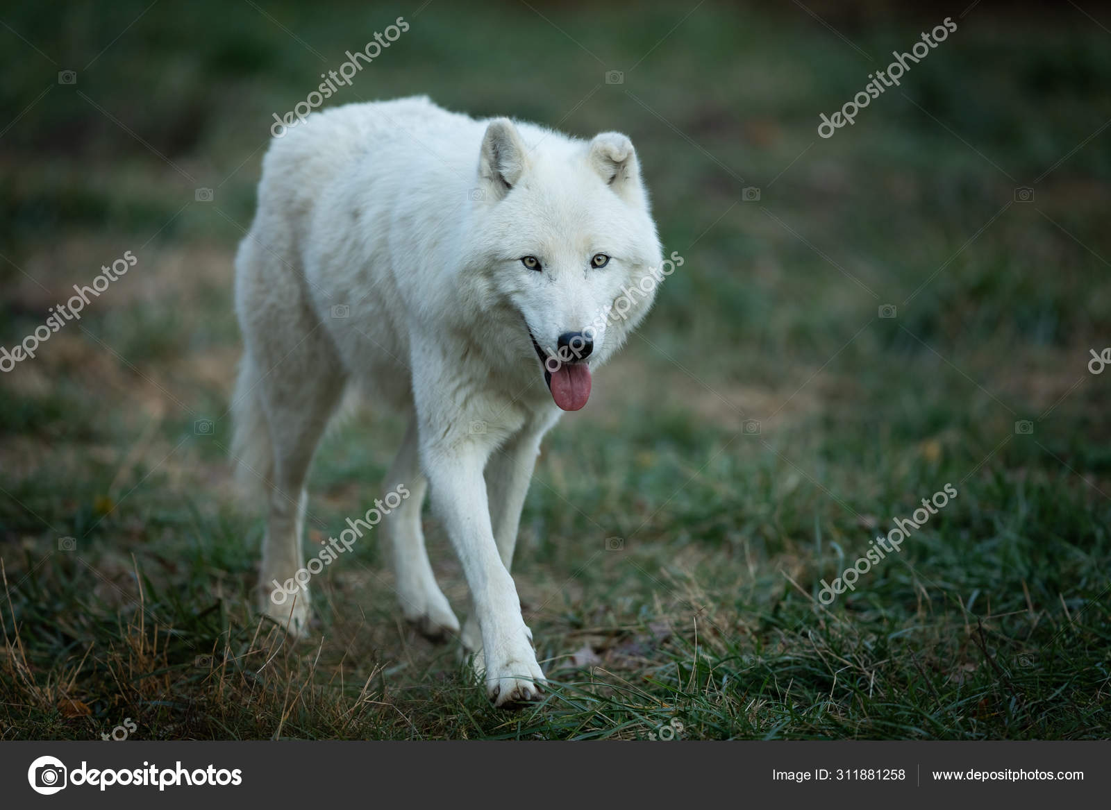 Portrait White Wolf Forest — Stock Photo © waitandshoot #311881258, image size:1600x1167